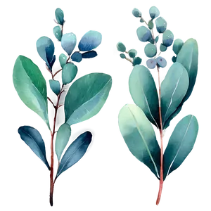 Watercolor Eucalyptus Leaves Png 21 PNG image