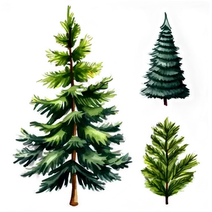 Watercolor Evergreen Tree PNG Que PNG