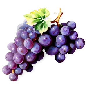 Watercolor Grape PNG 05212024