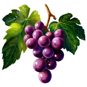 Watercolor Grape PNG 42