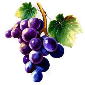 Watercolor Grape PNG Eat49