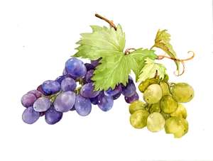Watercolor Grapes Illustration