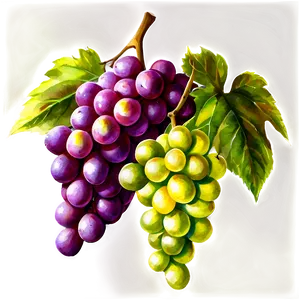 Watercolor Grapes PNG Bmn10