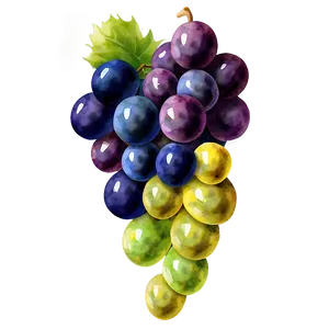 Watercolor Grapes PNG Hyg63