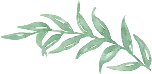 Watercolor Green Leaves Branch PNG