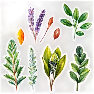 Watercolor Herbal Leaves Png 30 PNG image