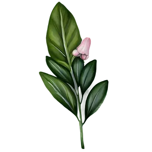 Watercolor Herbal Leaves Png Syl PNG image
