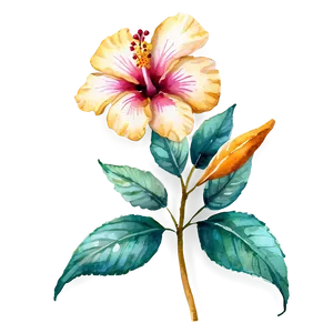 Watercolor Hibiscus Flowers PNG Dep38 PNG