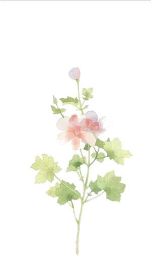 Watercolor Jasmine Flower Illustration PNG image