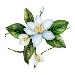 Watercolor Jasmine Flowers PNG 05252024