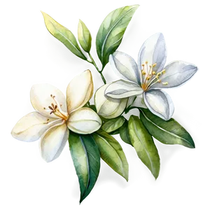 Watercolor Jasmine Flowers Png Ioe PNG image