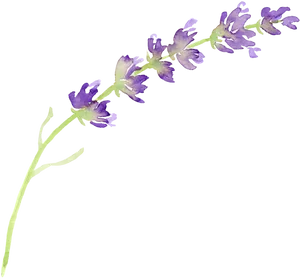 Watercolor Lavender Sprig PNG image