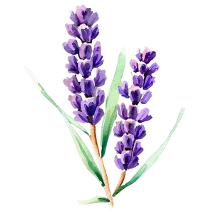 Watercolor Lavender Sprigs Png Gwx84 PNG image