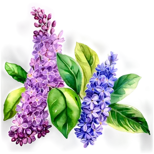 Watercolor Lilac Splendor PNG 77
