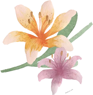 Watercolor Lilies Illustration PNG image