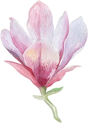 Watercolor Magnolia Blossom PNG image