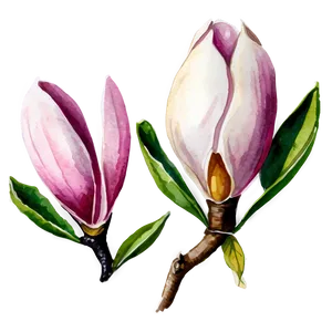 Watercolor Magnolia Clipart PNG Udf76 PNG