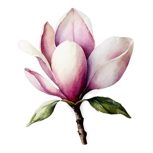 Watercolor Magnolia Flower PNG 06252024 PNG