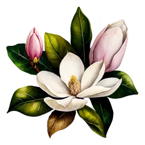 Watercolor Magnolia Flower PNG Vjo