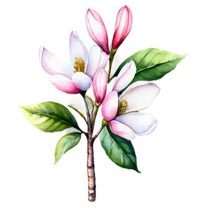 Watercolor Magnolia Tree Art Png 49 PNG image