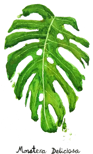 Watercolor Monstera Deliciosa Leaf PNG image