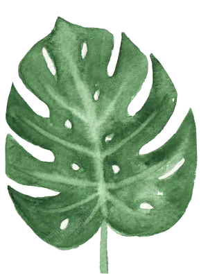 Watercolor Monstera Leaf Art PNG image