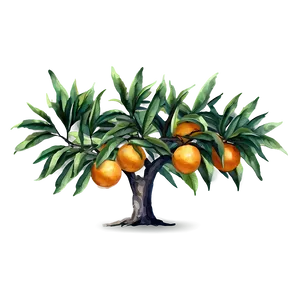Watercolor Orange Tree PNG 06132024