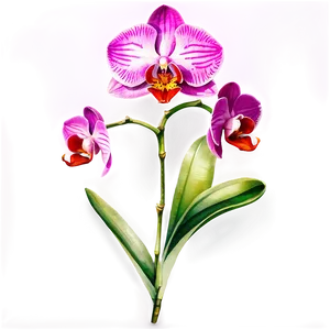 Watercolor Orchid Collection PNG 31