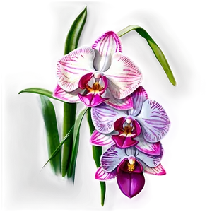 Watercolor Orchid Collection PNG Nsh