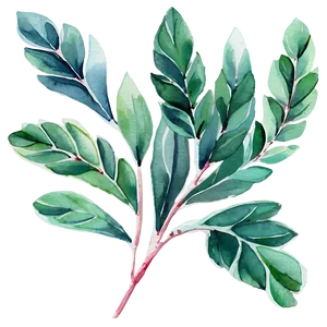 Watercolor Painted Eucalyptus Png 35 PNG image