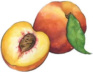 Watercolor Peaches Artwork PNG image