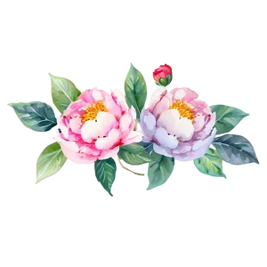 Watercolor Peonies Graphic Png 05252024 PNG image