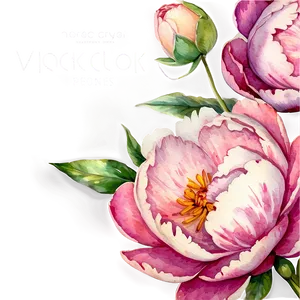 Watercolor Peonies Graphic Png 34 PNG image