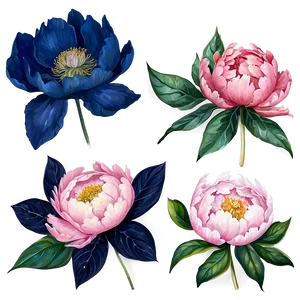 Watercolor Peony Elegance Png Nqn26 PNG image