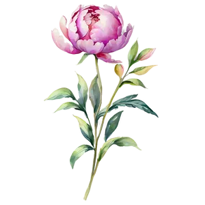 Watercolor Peony Elegance Png Ruv51 PNG image