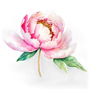 Watercolor Peony Elegance Png Xjj PNG image