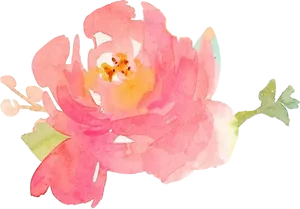 Watercolor Peony Floral Artwork PNG image