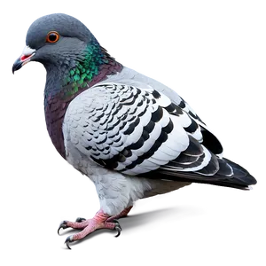 Watercolor Pigeon PNG Def98