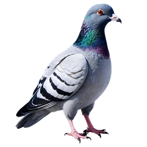 Watercolor Pigeon PNG Irb