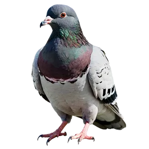 Watercolor Pigeon PNG Kpk