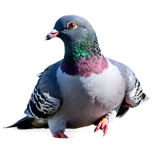 Watercolor Pigeon PNG Pcw
