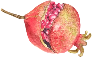 Watercolor Pomegranate Artwork PNG image