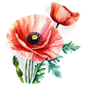 Watercolor Poppy Flowers PNG Kxv64 PNG