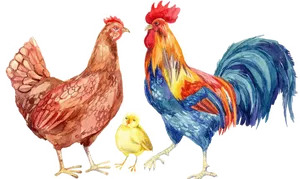 Watercolor Poultry Family PNG image