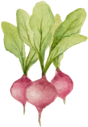 Watercolor_ Radishes_ Illustration.png PNG image