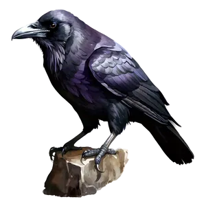 Watercolor Raven PNG 97