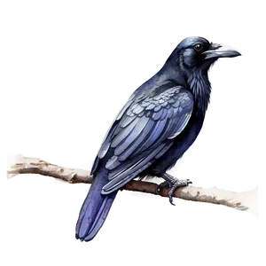 Watercolor Raven Png Mex62 PNG image