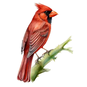 Watercolor Red Cardinal PNG Eeh