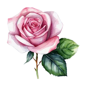 Watercolor Rose Vector Png 06262024 PNG image