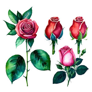 Watercolor Roses Collection PNG 05252024